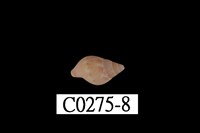 藏品(麥螺科)的圖片